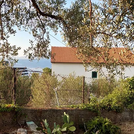Olive Tree Apartment, Apartmán